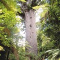 Tane Mahuta Waipoua Forest Hokianga