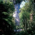 Tane Mahuta in Waipoua Forest Hokianga