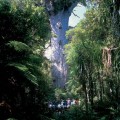 Tane Mahuta, Waipoua Forest