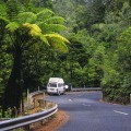 Waipoua Kauri Forest Road