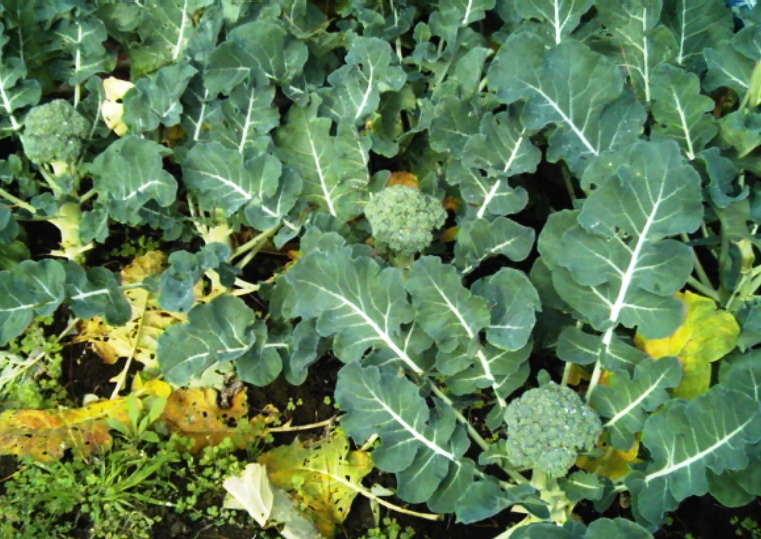 Broccoli at WFL Opononi