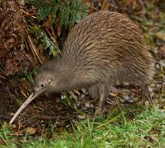 Brown kiwi