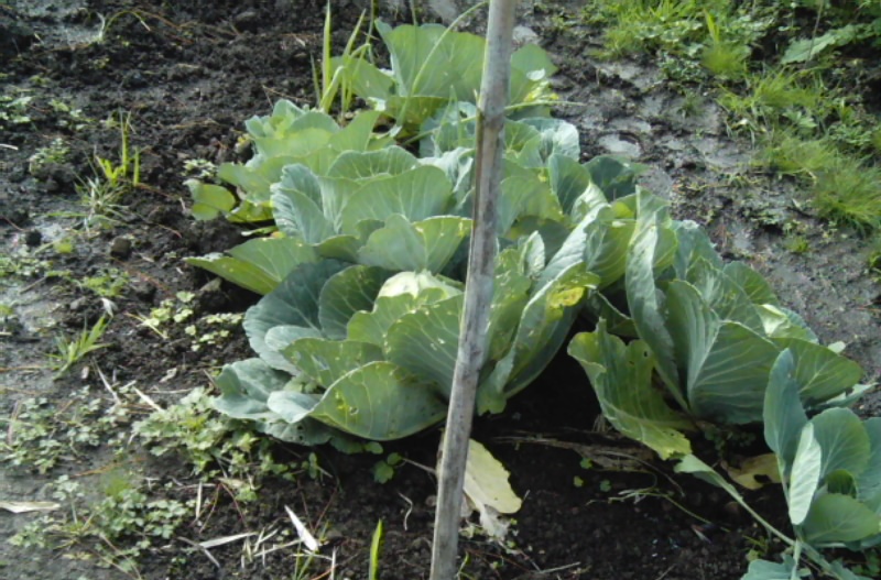Cabbages at WFL Opononi
