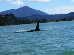 Prca in the Hokianga Harbour