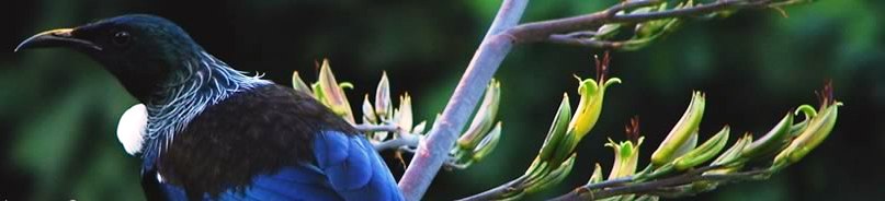 Native tui in a flowering New Zealand flax bush