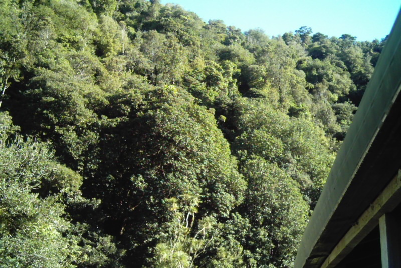 Looking into the bush above from Waiotemarama Falls Lodge