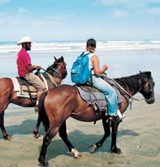 Horseriding on the  beach or in the bush